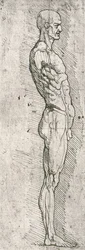 Studio anatomico